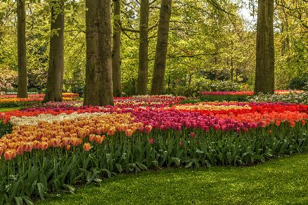 tulipanviragzas-(1).jpeg
